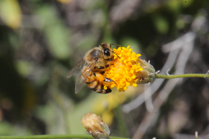 Sweetbush Bebbia has small yellow or yellow-orange flowers that attract both bees and butterflies. Here a Honey Bee is taking nectar from the floret. This species blooms from April to July and perhaps throughout the year with sufficient rainfall. Bebbia juncea 